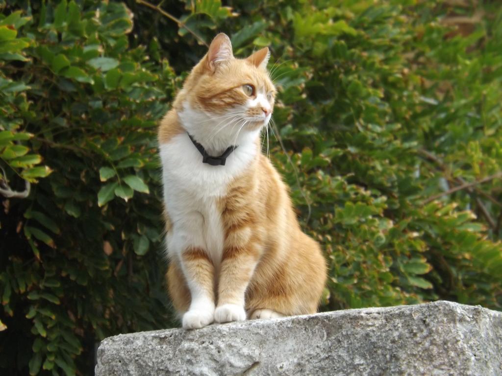 B&B Il Gatto Pescatore Stintino Exterior photo